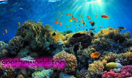 Vacation in Sharm-El-Sheikh from Lviv :: Prices at the Sharm-El-Sheikh resort