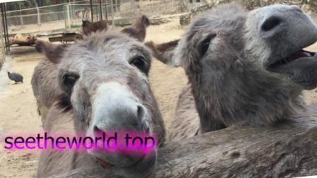 What to see in Manavgat