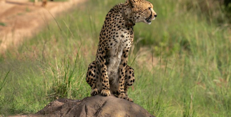 Choosing Your Perfect Safari Adventure
