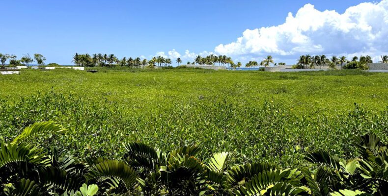 Understanding Quintana Roo's Visitax Confusion
